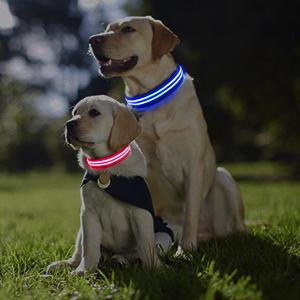 dog collar light rechargeable