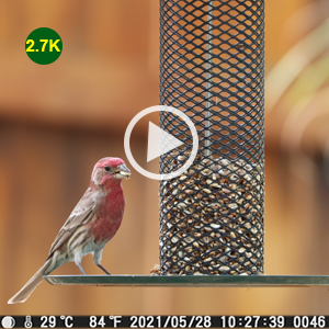 E9 trailcamera bridcamera