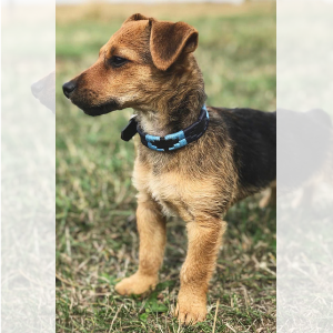 azules dog collar