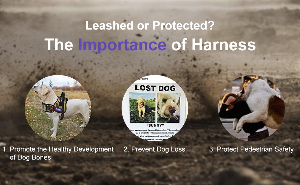 Dog Harness