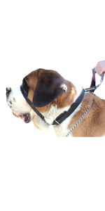 Canny Colossus anti pull head collar