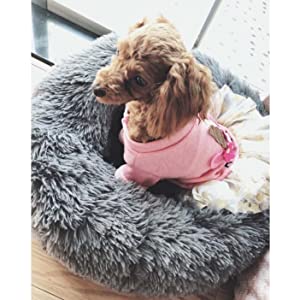 pet bed