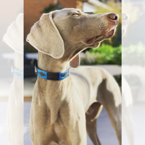 Azules Dog Collar