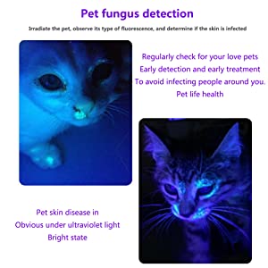 Pet Fungus Detection