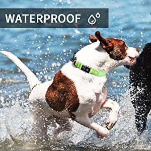 flashing dog collar medium