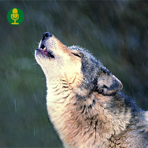 E2 trial camera audio