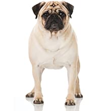 protection against hotspot, itching, flaky, rashes, sores, bites, mange, yeast infections, relief