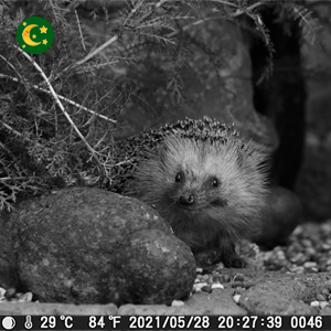 E2 trail camera night vision