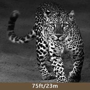 wildlife camera 24MP