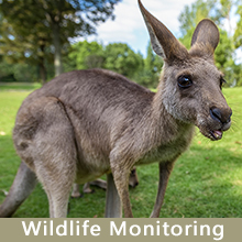 wildlife monitoring