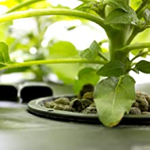 pot;system;deep;water;culture;hydroponic;dwc;aeros;gemini