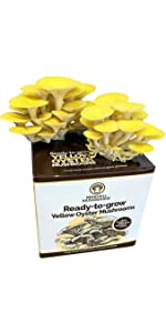 Yellow Oyster Mushroom Kit