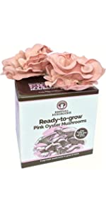 Pink Oyster Mushroom Kit