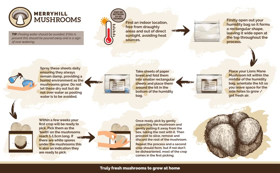 Lions Mane Mushroom Grow Kit