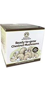Chestnut Mushroom Kit