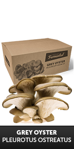 Grey Oyster Grow Kit