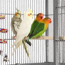 parrot cage