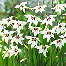 lily
