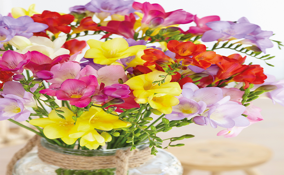 freesia, freesia bulbs, hayloft, hayloft plants