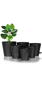 plant pots indoor