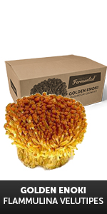 Golden Enoki Grow Kit