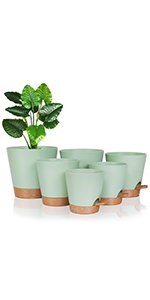 plant pots indoor