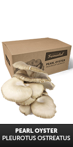 Pearl Oyster Grow Kit