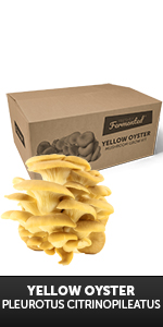 Yellow Oyster Grow Kit