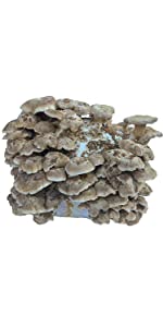 Shiitake Mushroom Kit