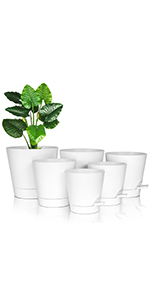 plant pots indoor
