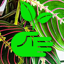 Prayer Plant House Plant