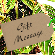 Potted Prayer Plant - Indoor House Plants