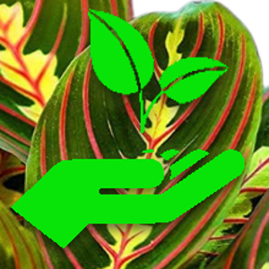 Prayer Plant Tri Colour