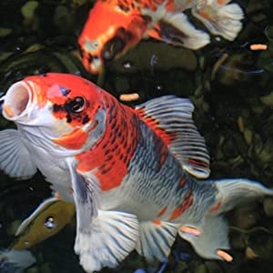 Pond ammonia remover