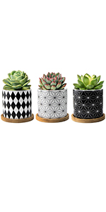 succulent pots