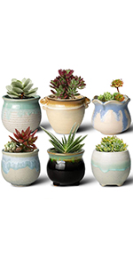 succulent planter with tray