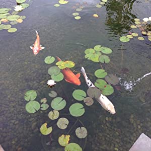 Buffers pond KH for up to 6 months