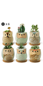 owl succulent pots
