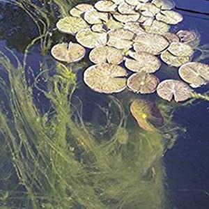 Clears cloudy and murky pond water