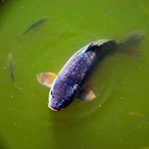 Fish, Pet and Wildlife Friendly Graphic