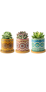 small plant pots