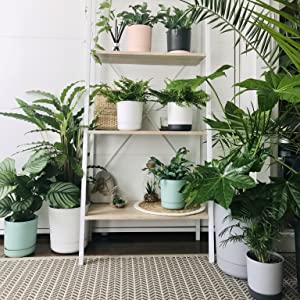 Satina Collection