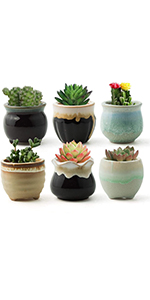 succulent planter with tray