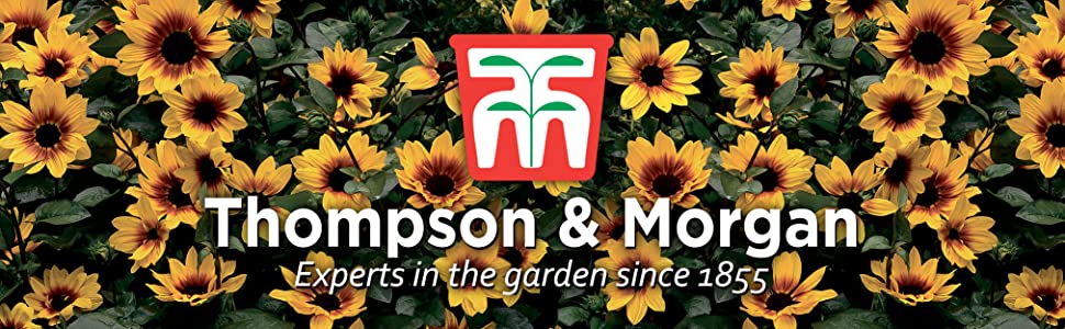 garden plants thompson and morgan thompson & morgan houseplants house plants gardening gifts shrubs