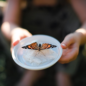 Butterflies habitat