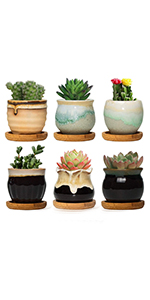 succulent planter with tray