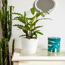 plant pot indoor pink outdoor