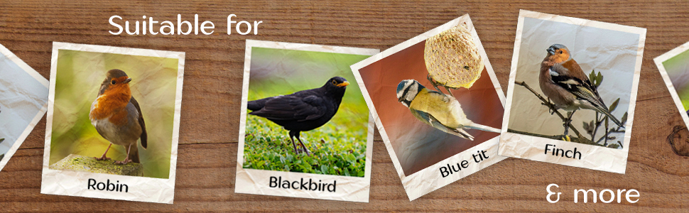 bird