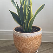 Unglazed Terracotta Plant Pots