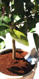 Citrus Tree & Mediterranean plant Soil